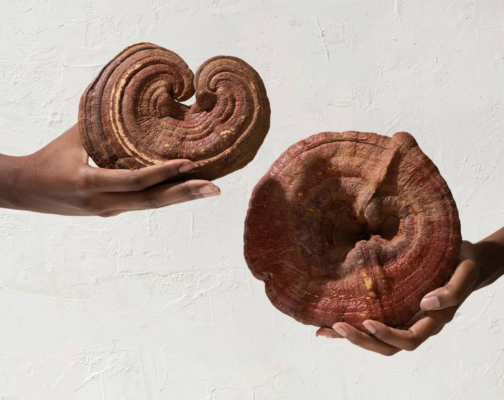 two hands holding reishi mushrooms