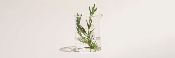 Rosemary Leaf Extract for Skin: Benefits, How to Use