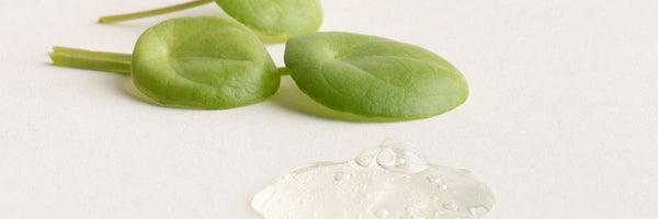 Gotu Kola for Skin: Benefits, How to Use