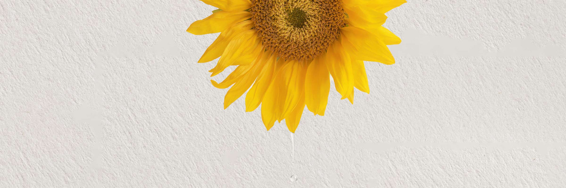 Sunflower Oil for Skin: 10 Benefits, How to Use