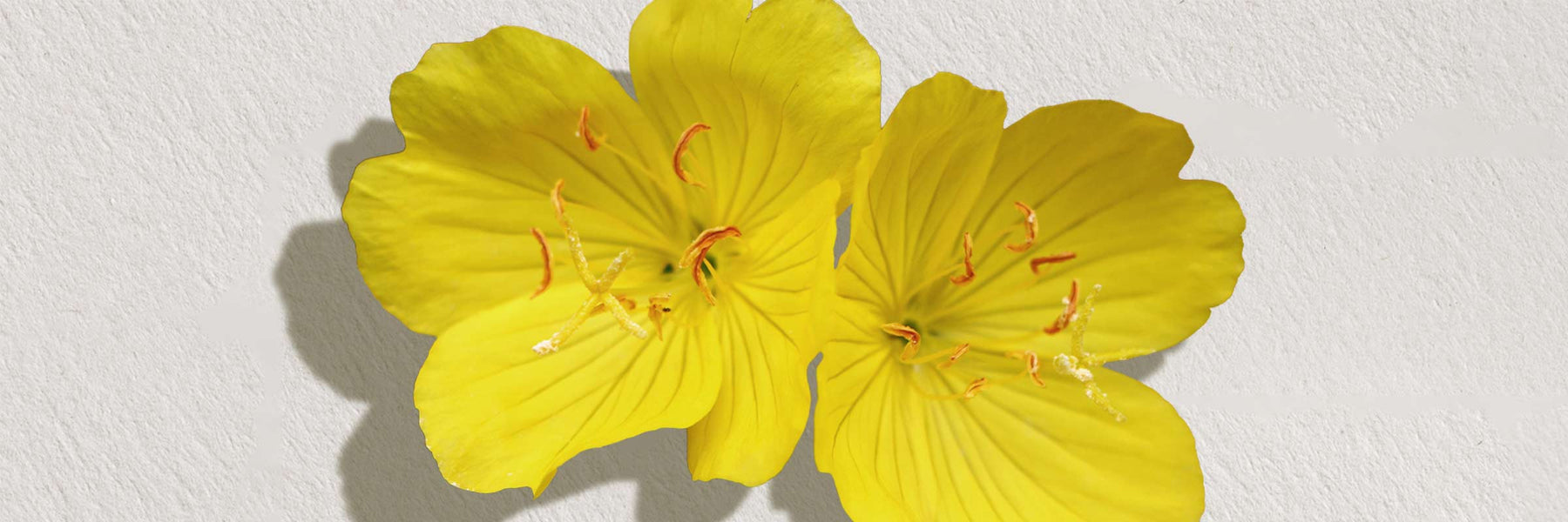 Evening Primrose Oil for Skin: Benefits, How to Use